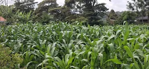 100x100 Plot for Sale – Kikuyu Lusigetti, Kiambu County | KSH 3.8m