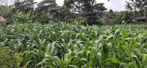 100x100 Plot for Sale – Kikuyu Lusigetti, Kiambu County | KSH 3.8m - thumbnail 2