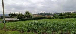 Kikuyu Sigona Prime Plots for Sale