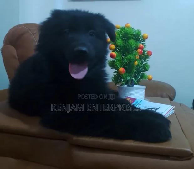1-3 months Male Purebred German Shepherd