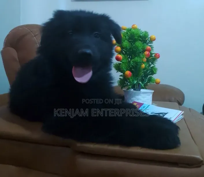 1-3 months Male Purebred German Shepherd