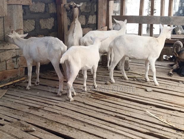 Saanen Goats/Dairy Goats