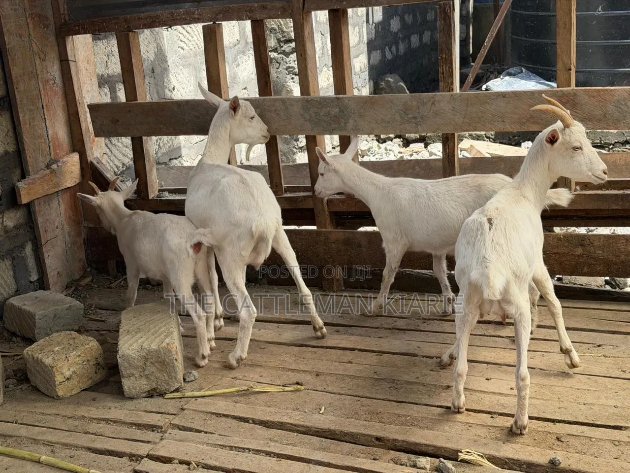 Saanen Goats/Dairy Goats