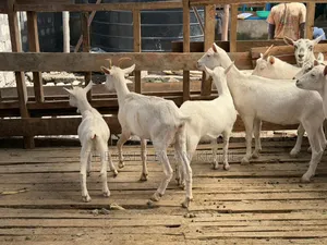 Saanen Goats/Dairy Goats