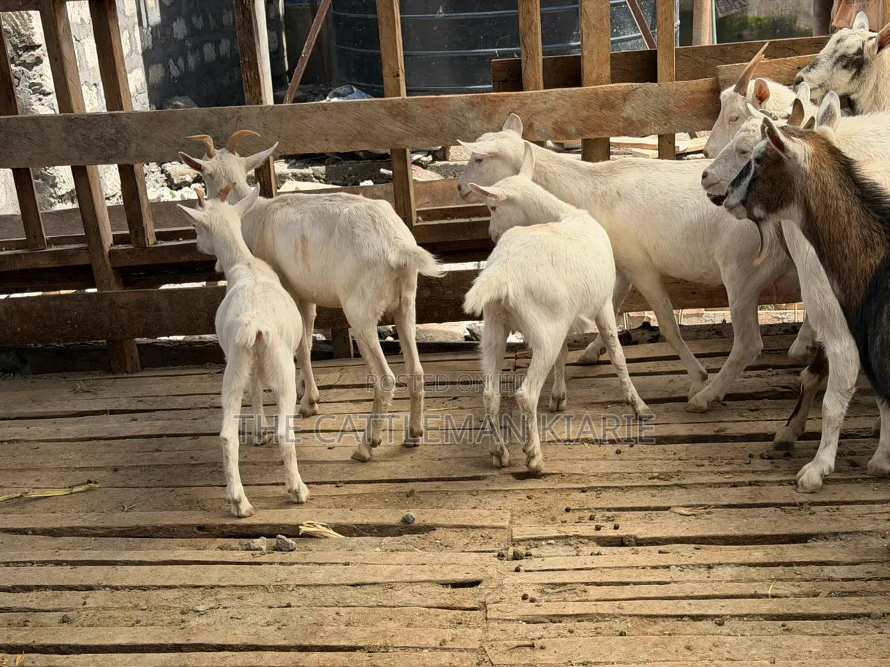 Saanen Goats/Dairy Goats