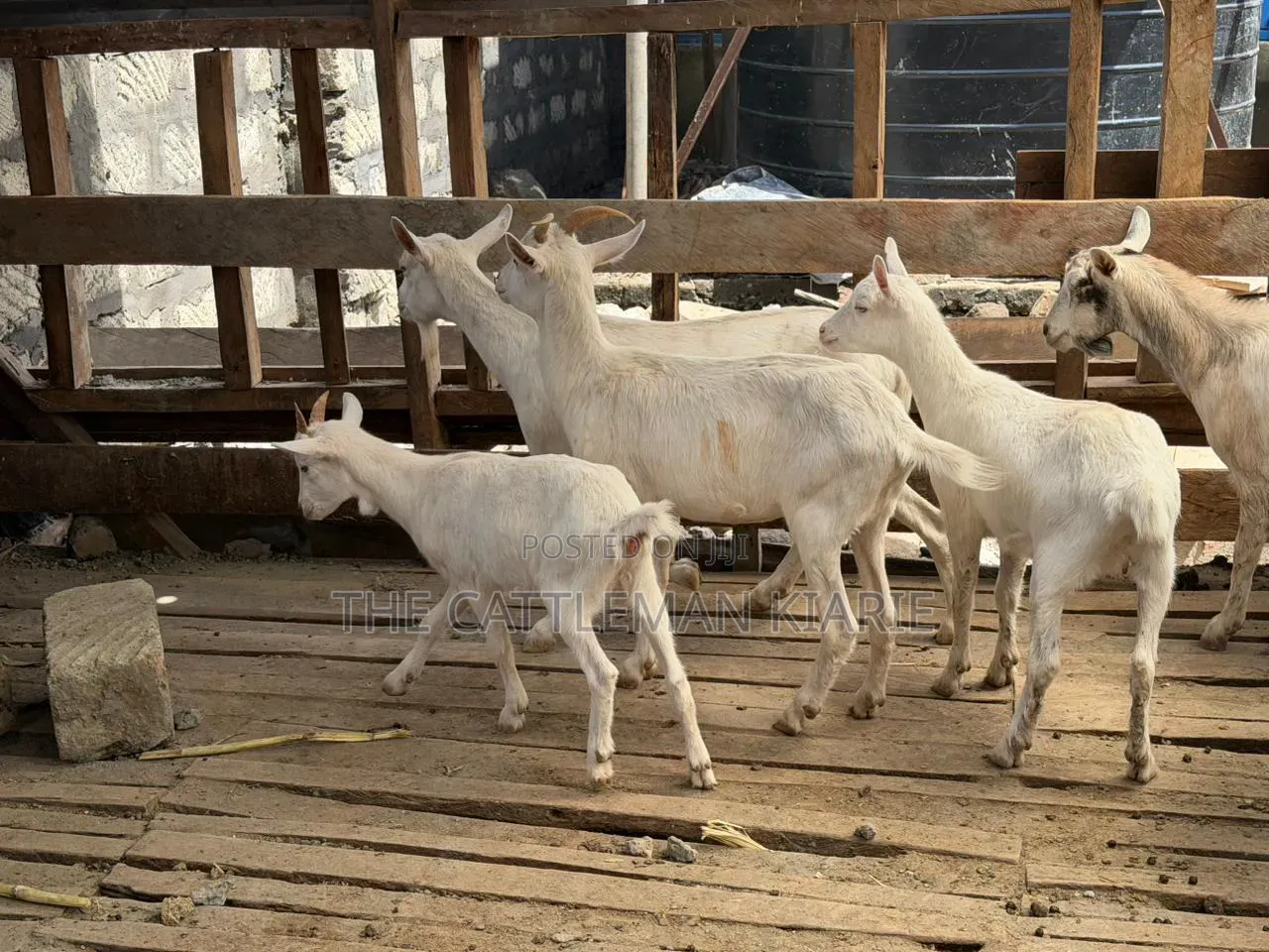 Saanen Goats/Dairy Goats