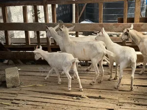 Saanen Goats/Dairy Goats