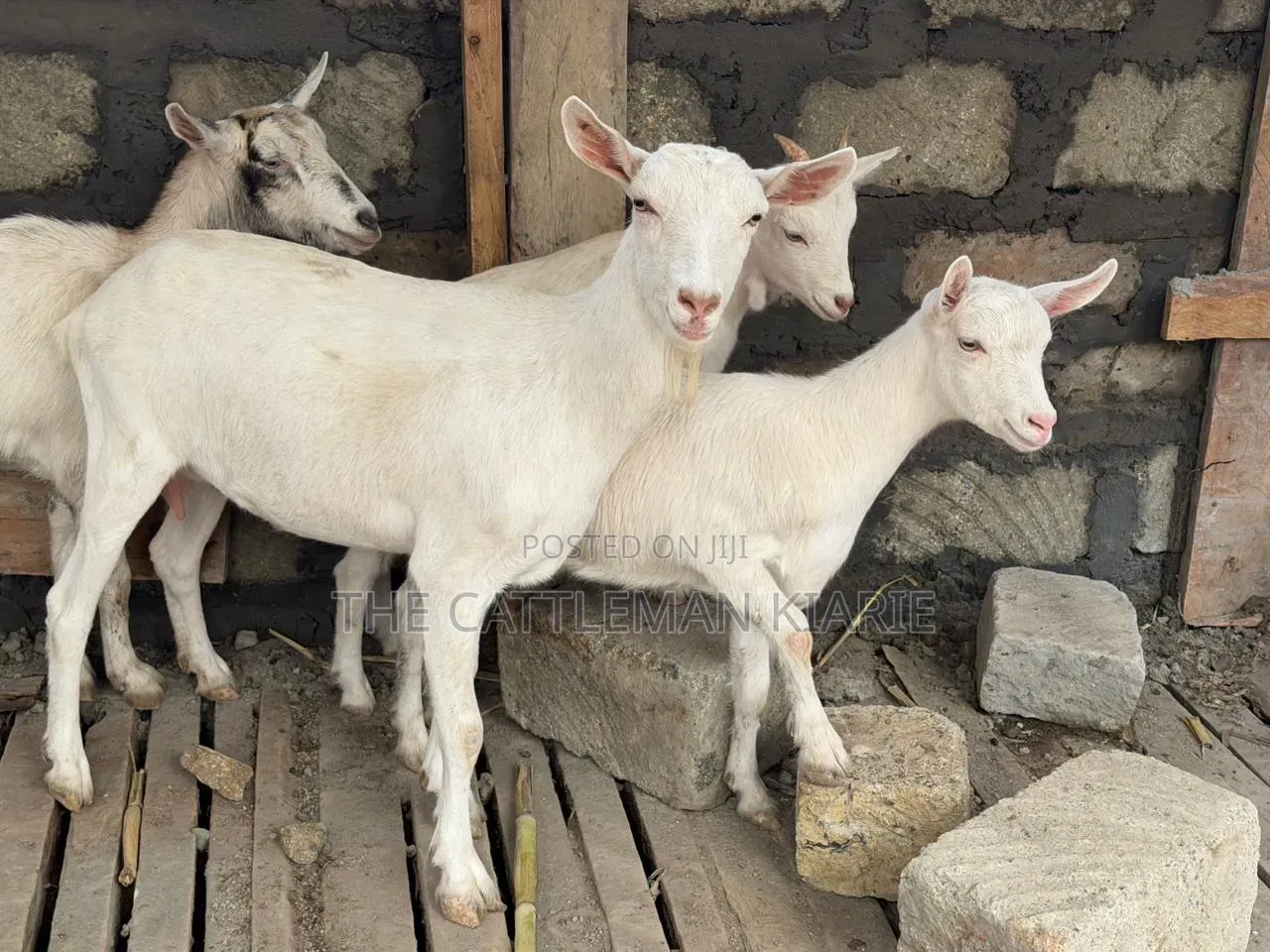 Saanen Goats/Dairy Goats