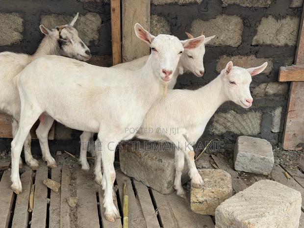 Saanen Goats/Dairy Goats - thumbnail 6