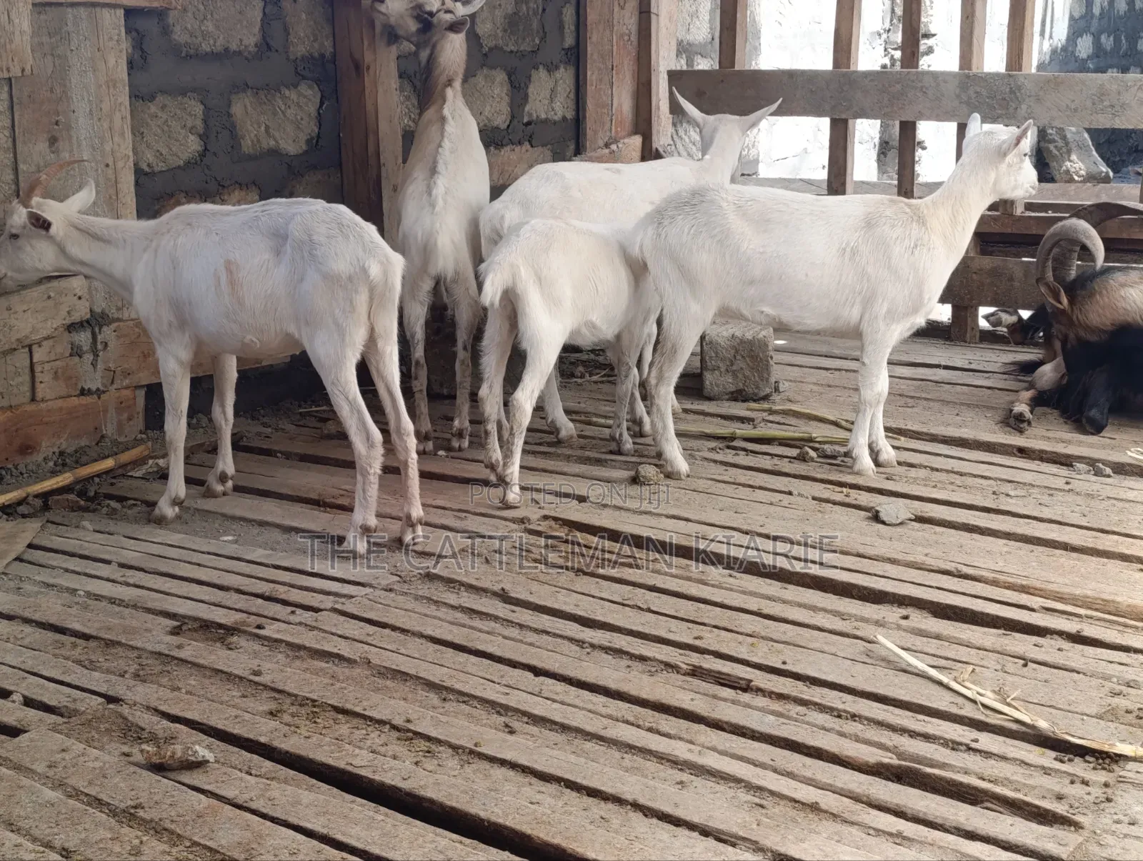 Saanen Goats/Dairy Goats