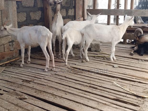 Saanen Goats/Dairy Goats - thumbnail 7