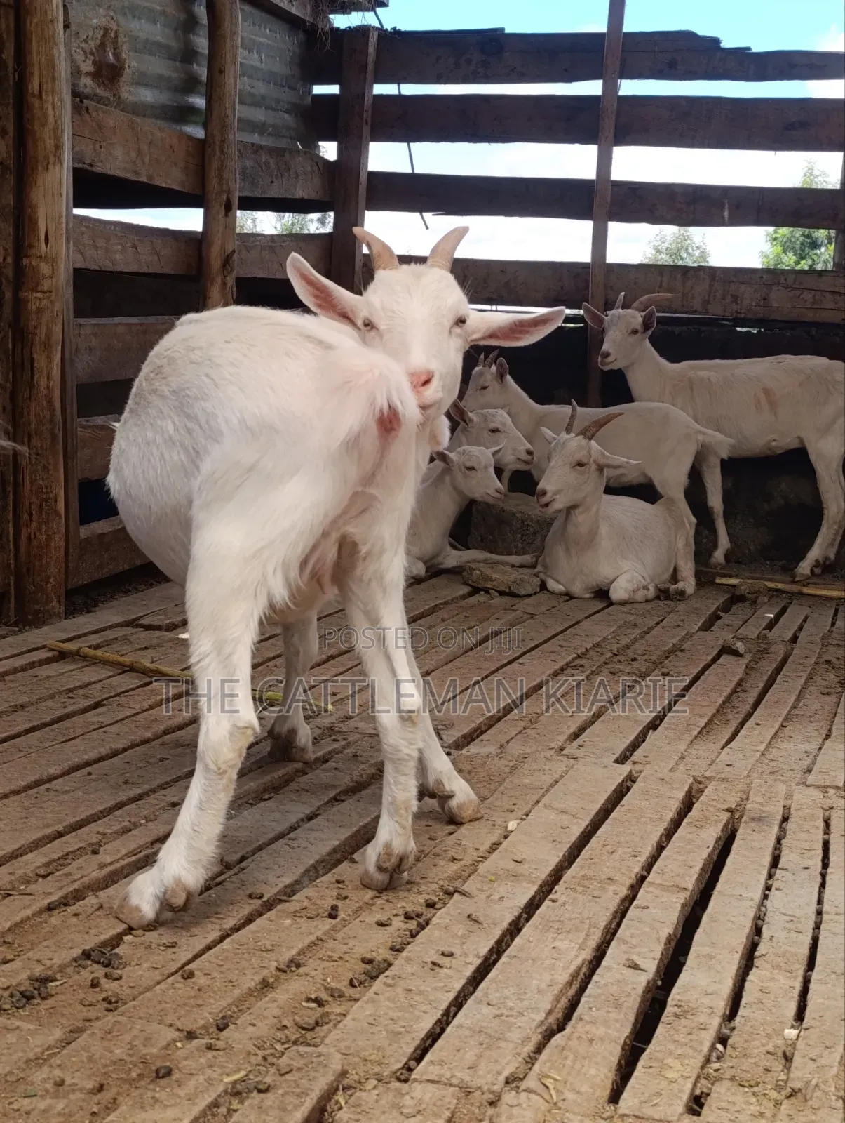Saanen Goats/Dairy Goats