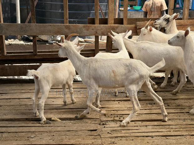 Saanen Goats/Dairy Goats - thumbnail 9