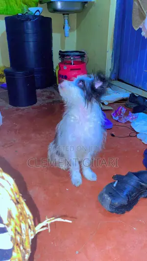 3-6 months Female Mixed Breed Chinese Crested