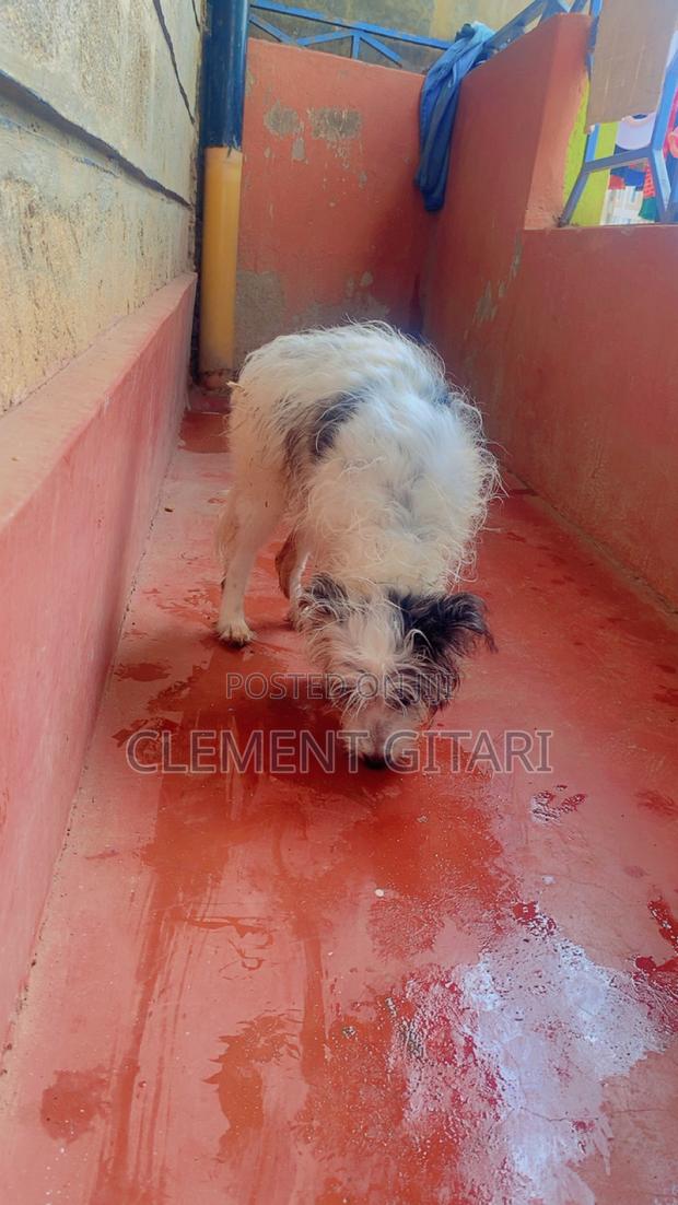 3-6 months Female Mixed Breed Chinese Crested - thumbnail 2