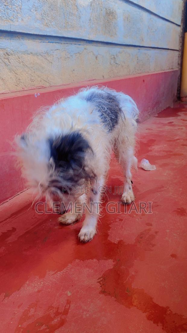 3-6 months Female Mixed Breed Chinese Crested - thumbnail 3