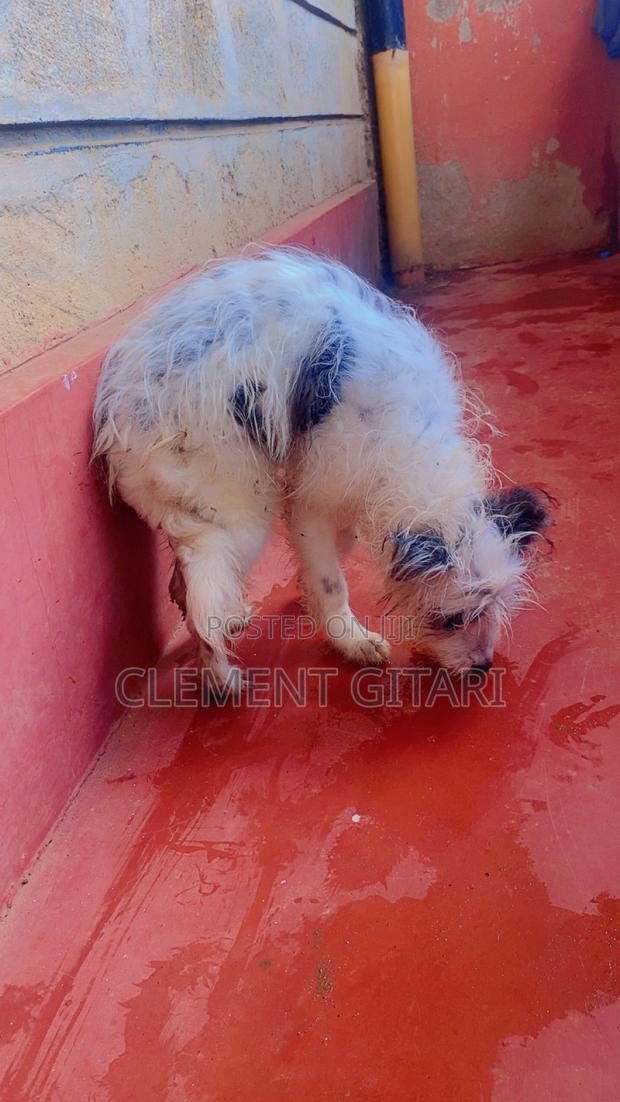 3-6 months Female Mixed Breed Chinese Crested - thumbnail 4