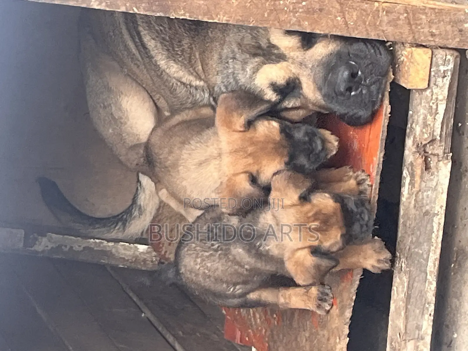 6-12 months Male Purebred Boerboel