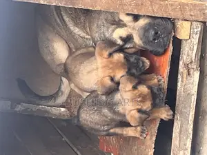 6-12 months Male Purebred Boerboel