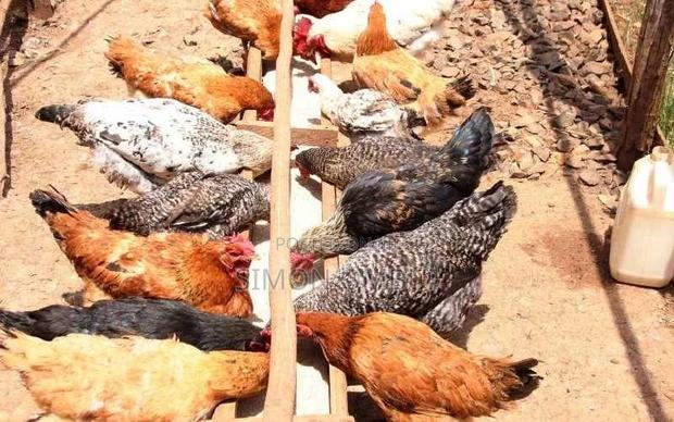 9 Kienyeji Chicken for Sale