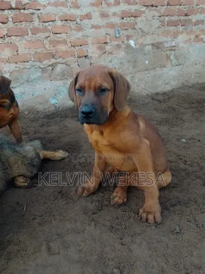 1-3 months Male Purebred Boerboel