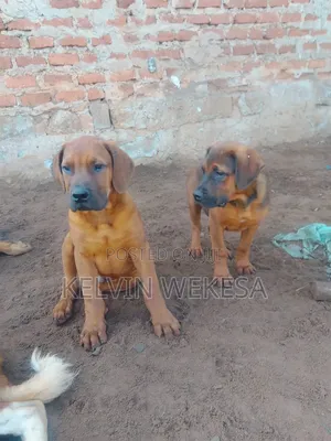 1-3 months Male Purebred Boerboel