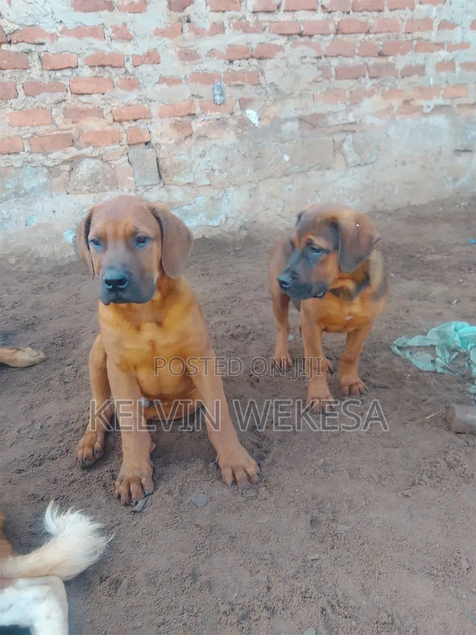 1-3 months Male Purebred Boerboel