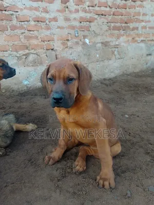 1-3 months Male Purebred Boerboel