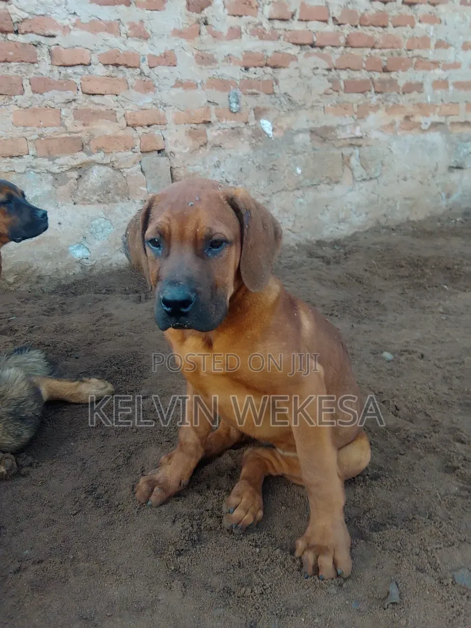 1-3 months Male Purebred Boerboel