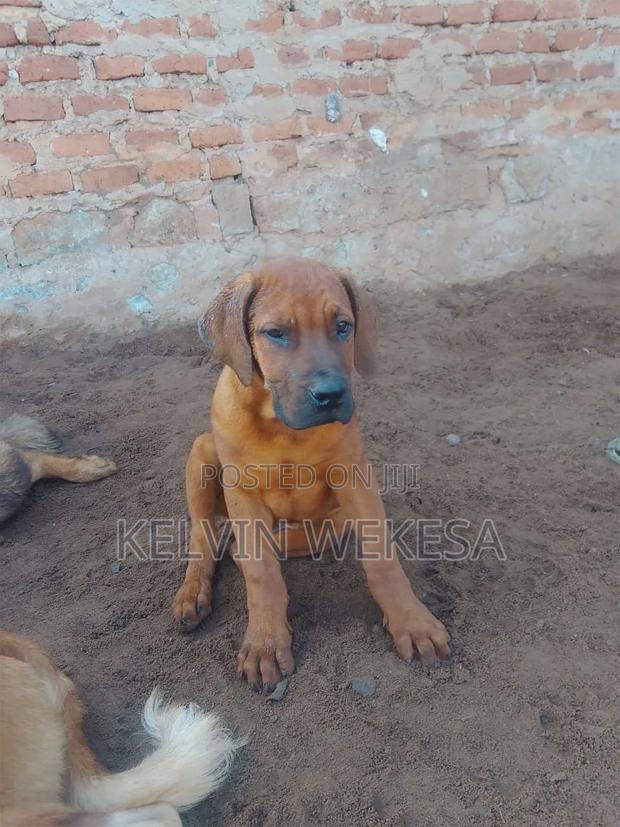 1-3 months Male Purebred Boerboel