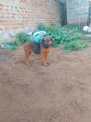 1-3 months Male Purebred Boerboel