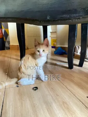 1-3 months Male Mixed Breed Persian
