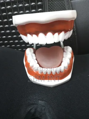 Tooth Model