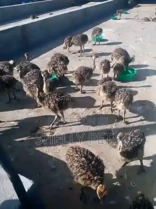 Ostrich Chicks