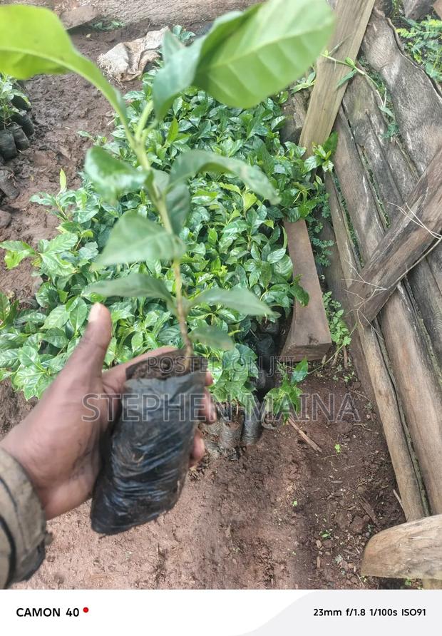 Coffee Seedlings
