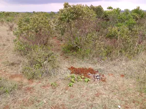 18 Acres for Sale at Salama Nyahururu Laikipia
