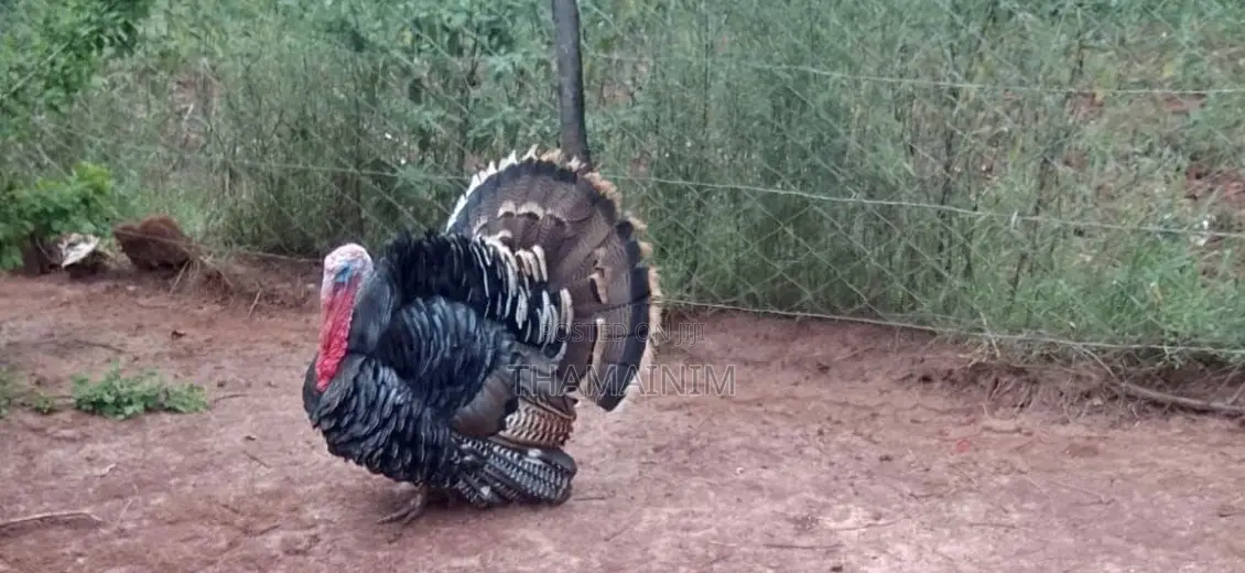 Mature Male Turkey