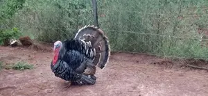 Mature Male Turkey