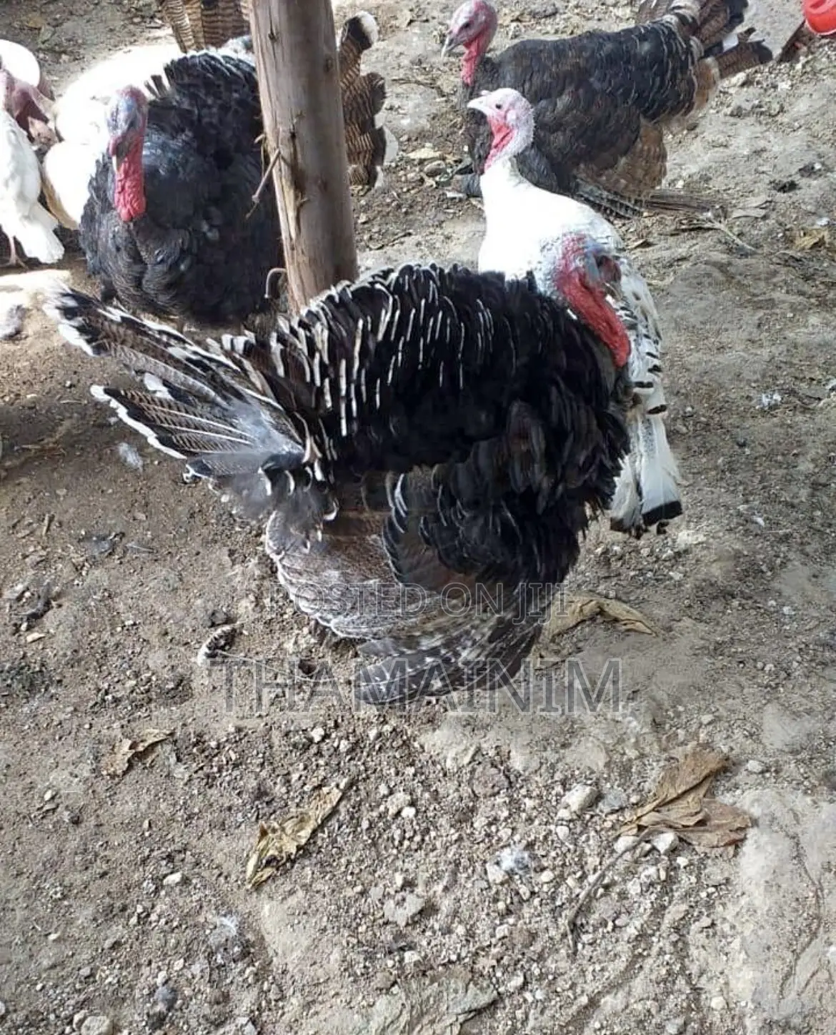 Mature Male Turkey