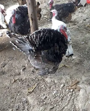 Mature Male Turkey