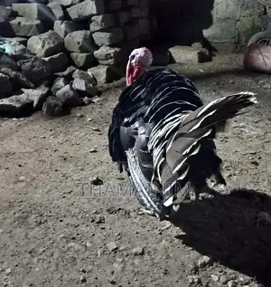 Mature Male Turkey