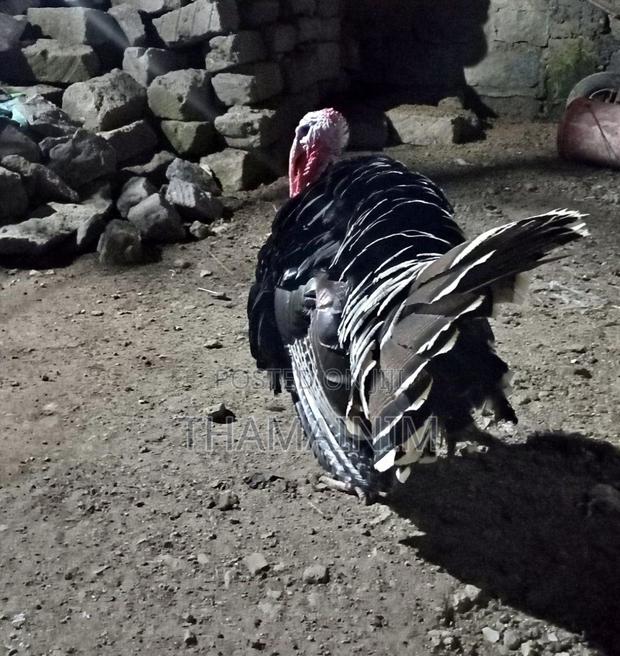 Mature Male Turkey