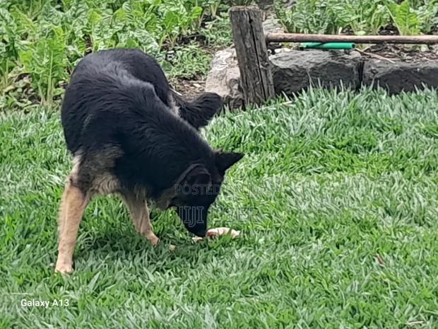 1+ year Female Purebred German Shepherd - thumbnail 2