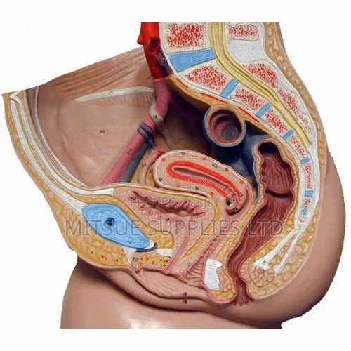 Human Female Reproductive Model