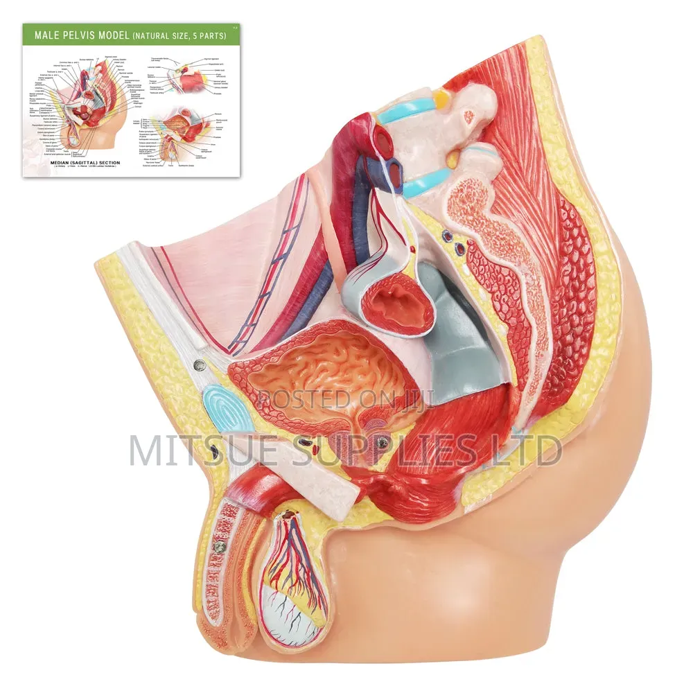 Human Male Reproductive Model