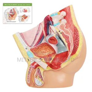 Human Male Reproductive Model