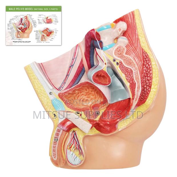Human Male Reproductive Model
