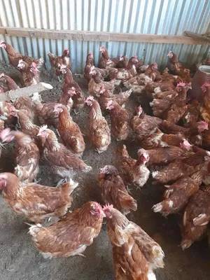 Commercial Layers Chickens