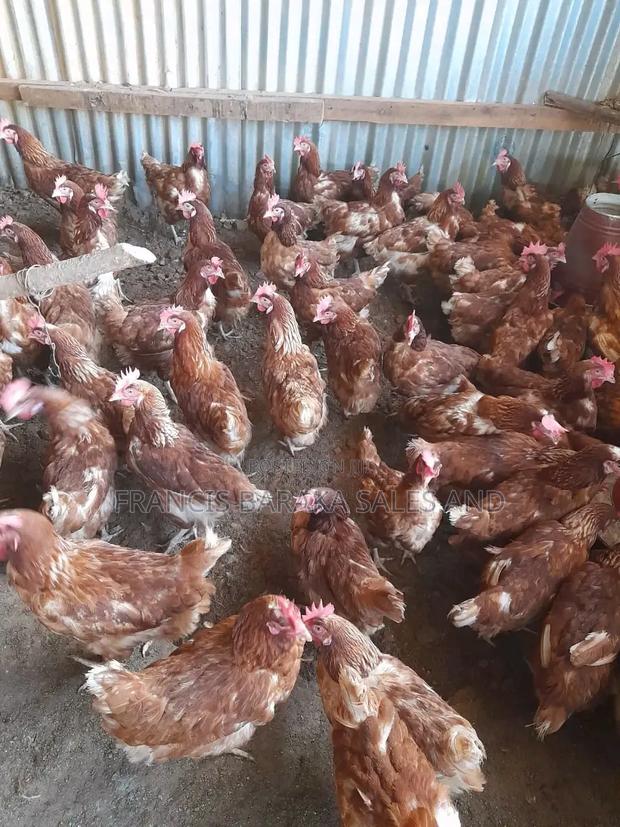Commercial Layers Chickens
