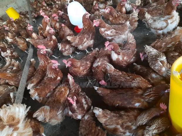 Commercial Layers Chickens - thumbnail 2